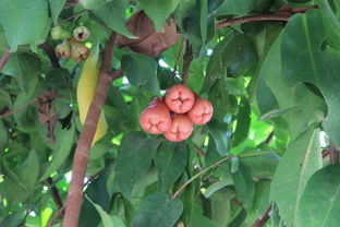 寮國三千里歡歌笑語,老驥伏櫪,老中青三代老撾十二日行 川壙,萬榮,瑯勃拉邦