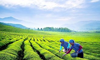 經(jīng)營策略,庫瑪茶門店因地制宜,品質(zhì)化經(jīng)營