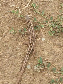 老驥伏櫪，志在千里——藍(lán)色力獅旅行版塔城游記